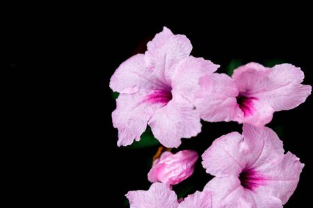 close up purple flower in garden,Ruellia tuberosa flower, cracker plant flowerの写真素材