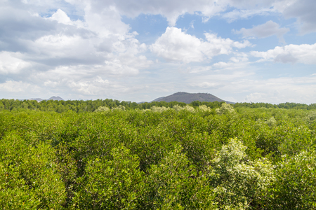 view of mangrove forest from aboveの写真素材