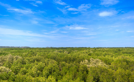 view of mangrove forest from above with blue skyの写真素材