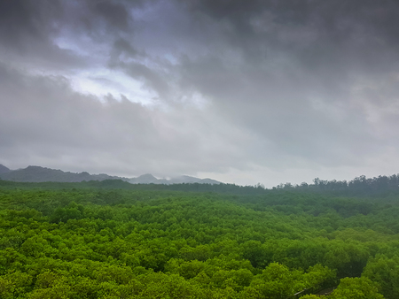 view of mangrove forest from aboveの写真素材