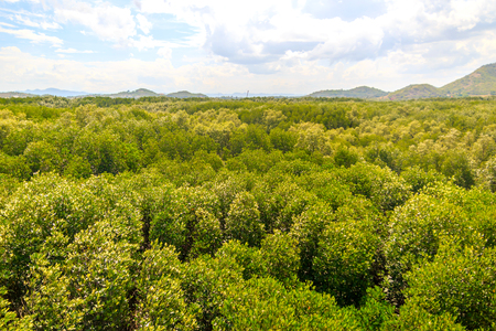 view of mangrove forest from aboveの写真素材
