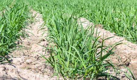 sugarcane plantation  in Thailandの写真素材