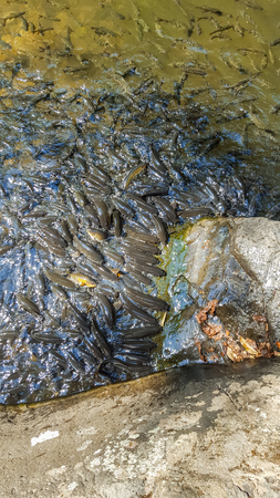 carp fish in water at Pa-la -U waterfall,Kaeng krachan national park,Thailandの写真素材