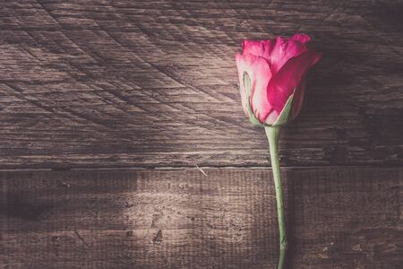 pink rose on wood backgroundの写真素材