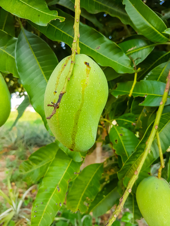 green mango on mango treeの写真素材