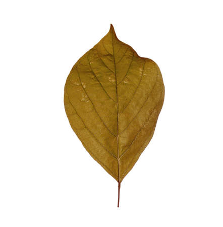 old leaf on white backgroundの写真素材