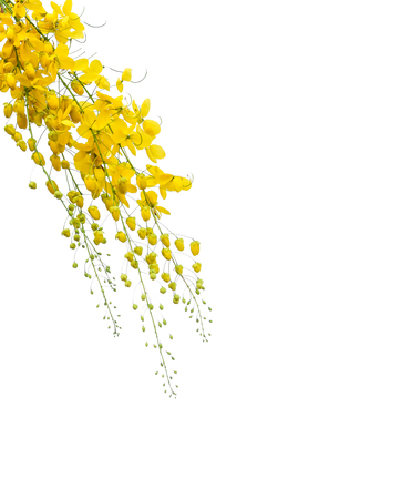 golden flower isolated on white backgroundの写真素材