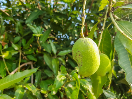 green mango on mango treeの写真素材