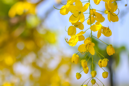 golden flower in summer season,Thailandの写真素材