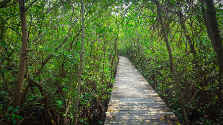 wooden walk way through the mangrove forestの写真素材