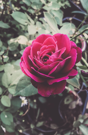 pink rose in gardenの写真素材