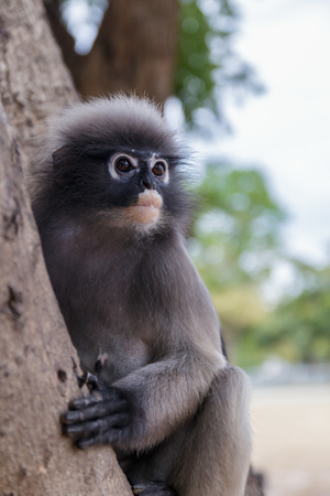 cute  action of dusky langurの写真素材