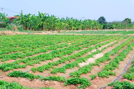vegetable growing on plantation : morning glory vegetableの写真素材