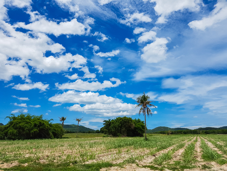 sugarcane plantation with blue sky in Thailandの写真素材