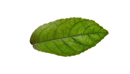 green leaf isolated on white backgroundの写真素材
