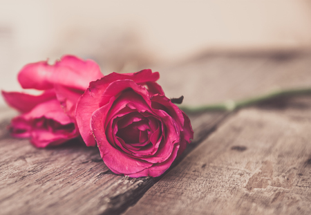 pink rose on wood backgroundの写真素材