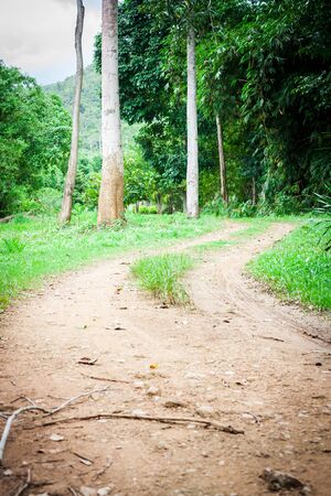 dirt road in jungle,off road in national park,Thailandの写真素材