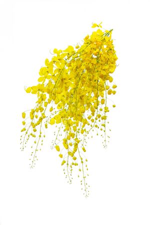 golden flower isolated on white backgroundの写真素材