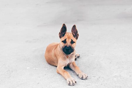 Thai dog puppy smiling and wondering lie down on floorの写真素材