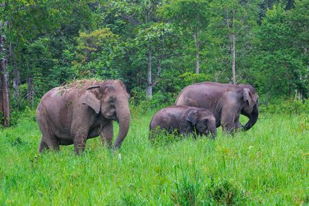 wild elephants in grass field at Kuiburi national park,Thailand,taken from hiding spotの写真素材