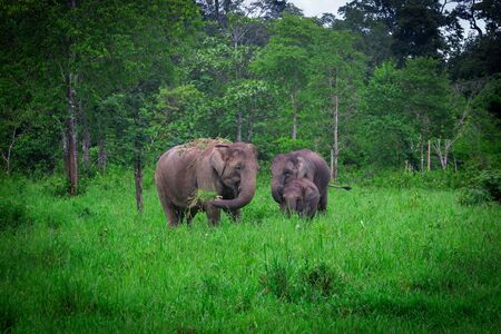 wild elephants in grass field at Kuiburi national park,Thailand,taken from hiding spotの写真素材