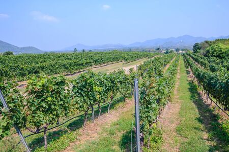 view of vineyard on sunny day in Huahin,Thailandの写真素材