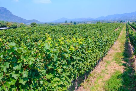 view of vineyard on sunny day in Huahin,Thailandの写真素材