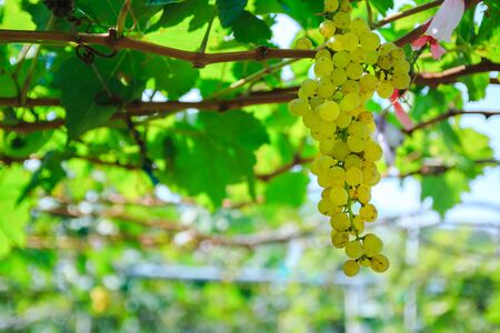grapes on vineyard on sunny day in Huahin,Thailandの写真素材
