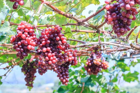 grapes on vineyard on sunny day in Huahin,Thailandの写真素材