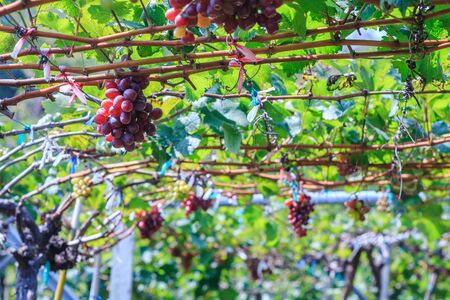 grapes on vineyard on sunny day in Huahin,Thailandの写真素材