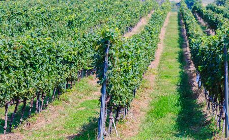 view of vineyard on sunny day in Huahin,Thailandの写真素材