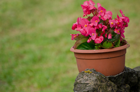 Pot with pink flowers on the stone street, green background, place for textの写真素材