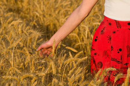 Female hand touches ears of ripe wheatの写真素材
