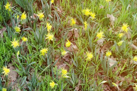 Yellow flowers. View from above. Toningの写真素材