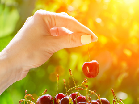 Cherry in a female hand on a background of greens and berries, sunlight. Close-up