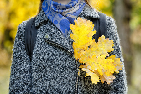 Yellow oak leaves in a gray coat. Autumn concept.の写真素材