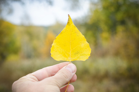 Yellow leaf in hand against a background of greenery. Close-upの写真素材