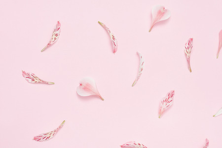 Flower petals on a pink background. Gentle spring backgroundの写真素材