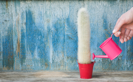 Little pink watering can in a female hand watering cactus. Old wooden backgroundの写真素材