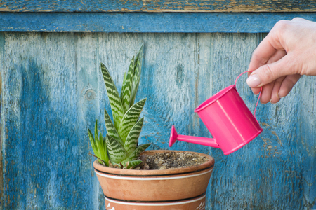 Little pink watering can in a female hand watering succulent. Old wooden backgroundの写真素材