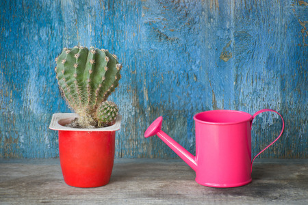 Small pink watering can and cactus. Blue vintage backgroundの写真素材