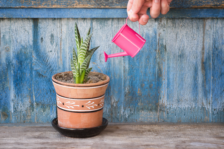Little pink watering can in a female hand watering succulent. Old wooden backgroundの写真素材