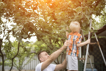 Father and the little son are harvesting apples. Garden in the background