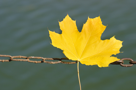Yellow maple leaves on a metal chain. Autumn conceptの写真素材