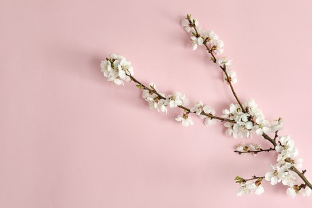 Spring concept. A branch of apricot on a pink background. Close-up. Flat lay. Sakura branch.の写真素材