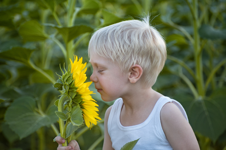 Happy little blond boy sniffing a sunflower flower on a green field. Close-upの写真素材