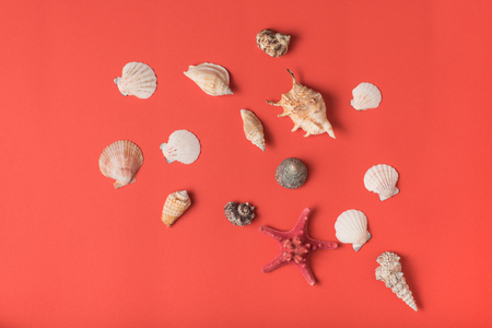 Variety of seashells on the background of living coral. Flat lay. Marine conceptの写真素材