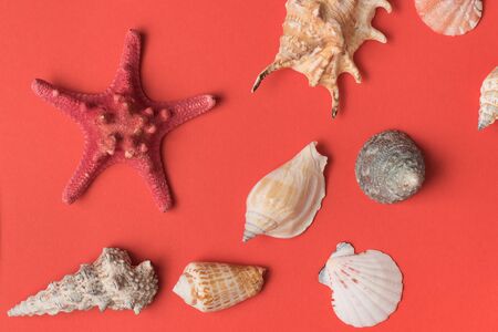 Variety of seashells and starfish on the background of living coral. Flat lay. Marine conceptの写真素材