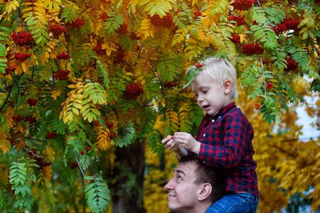 Blond boy in a plaid shirt sits on his father's shoulders. Stand under rowan. Autumn, yellow leavesの写真素材