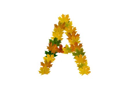 Letter A from autumn maple leaves isolated on white background. Alphabet from green, yellow and orange leaves.の写真素材